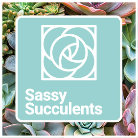 Sassy Succulents