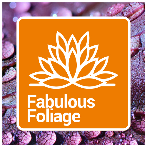 Fabulous Foliage