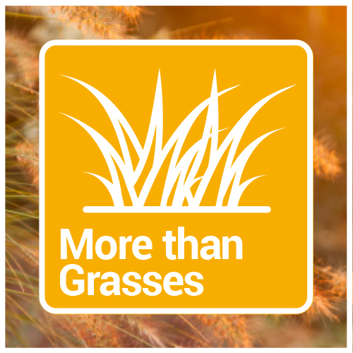 Grasses