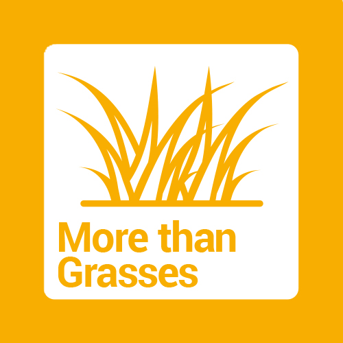 Grasses