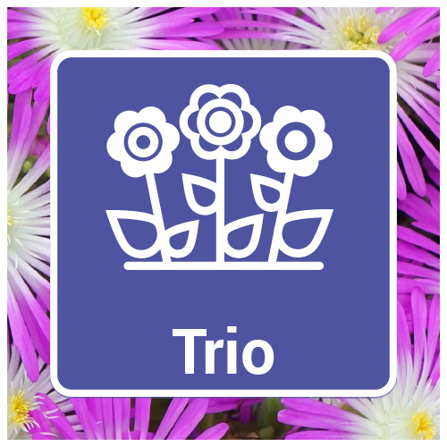 Trio